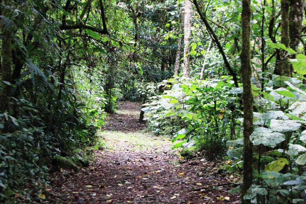 Bosque De Paz Reserva Biologica Toro Amarillo Exterior foto